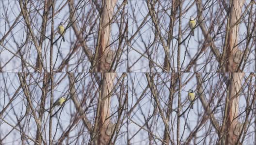 可爱的欧亚小蓝山雀，蓝绿色山雀在春天的森林里发出一些声音高清在线视频素材下载