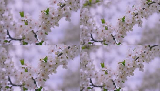 花开花的树高清在线视频素材下载