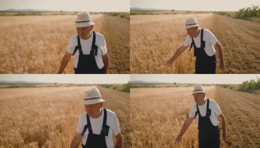 一位农学家在麦田里触摸着金色的小穗高清在线视频素材下载