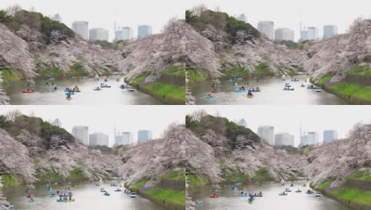 樱花花瓣飘落在日本东京的千origafuchi公园高清在线视频素材下载