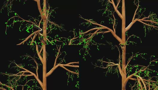 杉属植物三维绘制高清在线视频素材下载