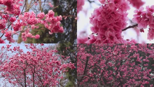 樱花舞蹈高清在线视频素材下载