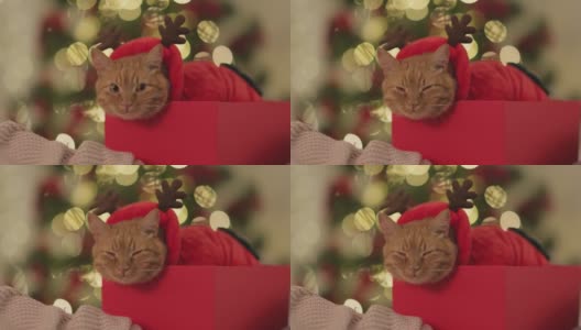 圣诞套装的搞笑猫在礼品盒里高清在线视频素材下载