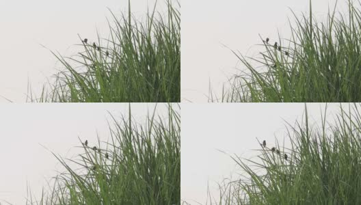 一群麻雀栖息在芦苇上，随风摇摆高清在线视频素材下载
