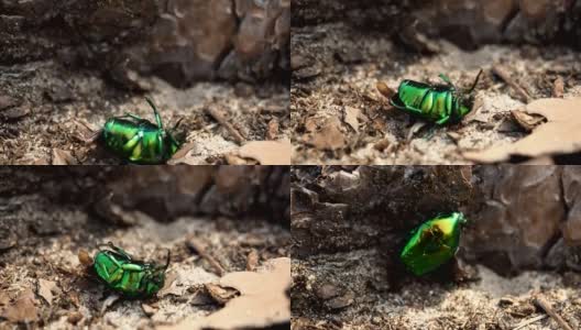 森林里的六月甲虫高清在线视频素材下载