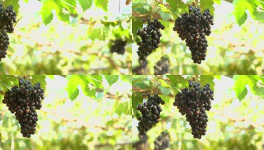 淘金镜头:葡萄园里的红葡萄高清在线视频素材下载