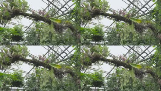 植物园高清在线视频素材下载