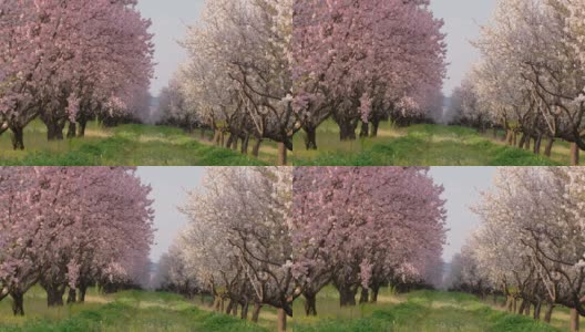 春天果园里美丽的杏树开花了高清在线视频素材下载