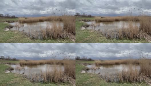 风景优美的湿地沼泽，芦苇摇曳。春日忧郁的天空。高清在线视频素材下载
