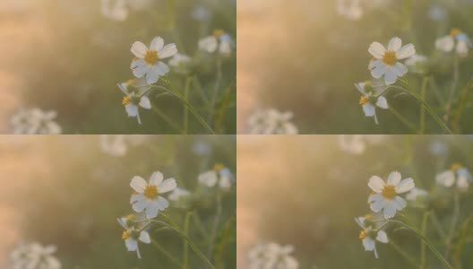 白色的花在日落时间高清在线视频素材下载