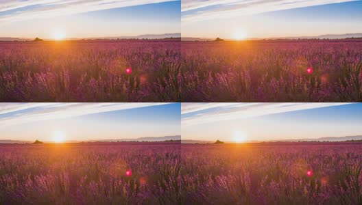 夏日日落时紫色的薰衣草田高清在线视频素材下载