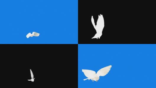 鸽子在蓝色背景上飞翔(超级慢镜头)高清在线视频素材下载