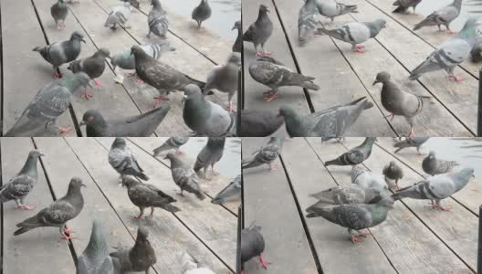 一群鸽子在木地板上吃面包屑高清在线视频素材下载