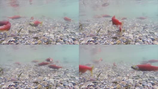 科卡尼鲑鱼(慢镜头)高清在线视频素材下载