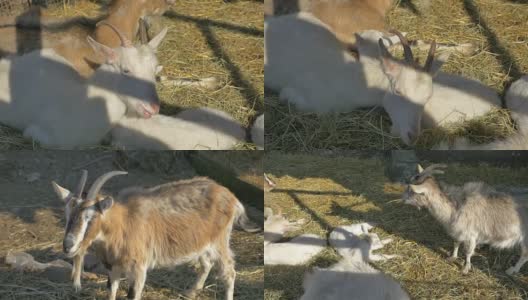 三部4K版的山羊家庭视频高清在线视频素材下载