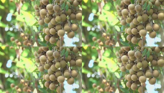 4K泰国龙眼水果季高清在线视频素材下载
