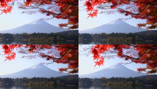 秋季和富士山红叶枫树在川口湖高清在线视频素材下载