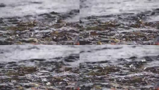 河里的水非常清澈高清在线视频素材下载