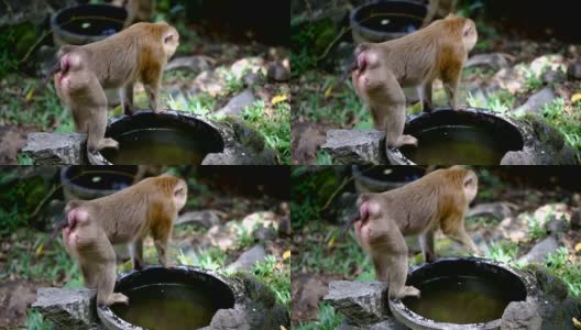 猴子生活在泰国普吉岛的一片天然森林里。高清在线视频素材下载