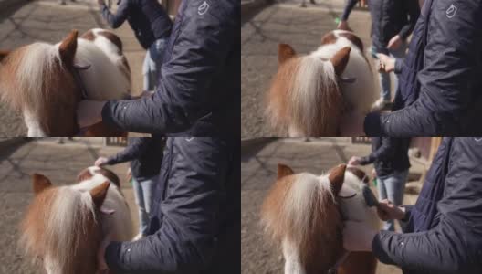 在动物救援中心，志愿者们为可爱的小马驹梳理毛发高清在线视频素材下载