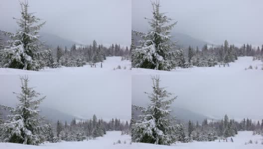 在雾蒙蒙的天气里，喀尔巴阡山脉上覆盖着白雪和杉树的小草地高清在线视频素材下载