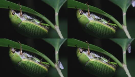 甲虫的昆虫宏高清在线视频素材下载