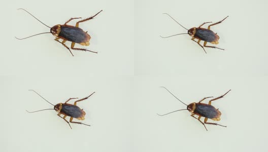 蟑螂在白色玻璃上分离并死亡，有光效应高清在线视频素材下载