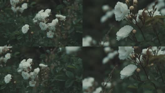 花园里的灌木丛上，嫩白的花，近距离移动高清在线视频素材下载