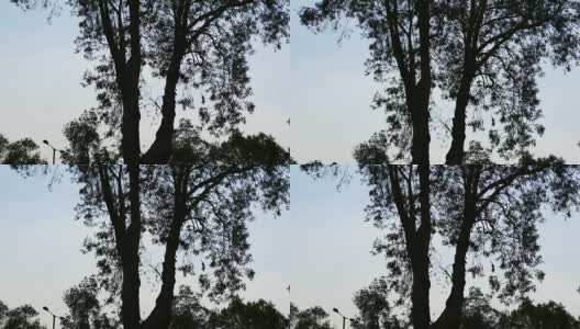 树的剪影与天空的背景高清在线视频素材下载