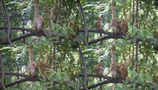 猴子生活在泰国普吉岛的一片天然森林里。高清在线视频素材下载