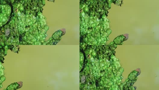 浮在浮游水面上的藻类覆盖着树叶高清在线视频素材下载