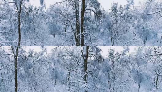 森林里白雪皑皑的树枝。冬天的童话背景高清在线视频素材下载