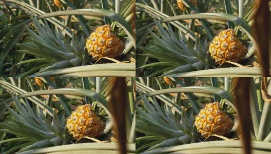 泰国农场菠萝种植园的季节高清在线视频素材下载
