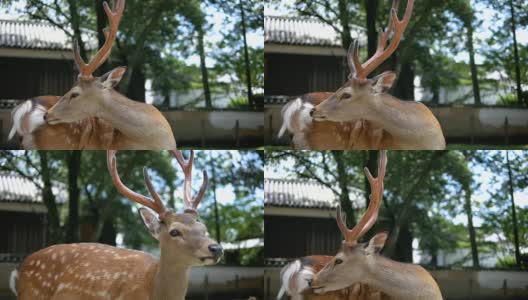日本的小鹿高清在线视频素材下载