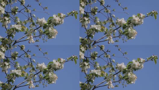 苹果树上美丽的花，春天的花。开花苹果树-库存素材高清在线视频素材下载