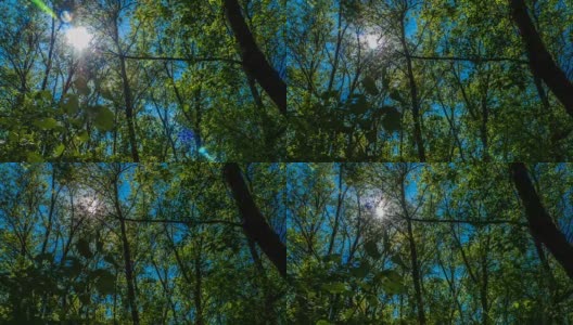 时光流逝，阳光透过树叶的树木在森林里绿色多肉植物新鲜的绿色蓝色的天空美丽的画面对比，阳光透过树木的冠高清在线视频素材下载