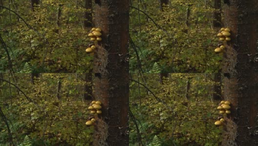 木材背景与金针菇在树上高清在线视频素材下载