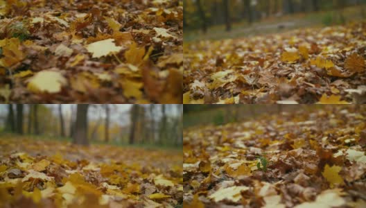 五彩缤纷的落叶落在地上高清在线视频素材下载