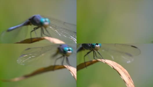 前视慢镜头微距蓝色蜻蜓飞离植物高清在线视频素材下载