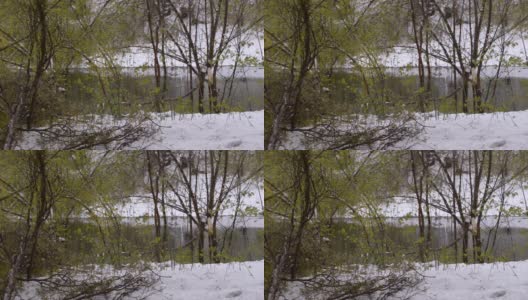 池塘里，绿树成荫，池塘的岸边覆盖着白雪。异常的性质高清在线视频素材下载