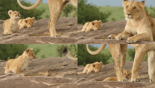 小狮子和母狮子玩耍高清在线视频素材下载