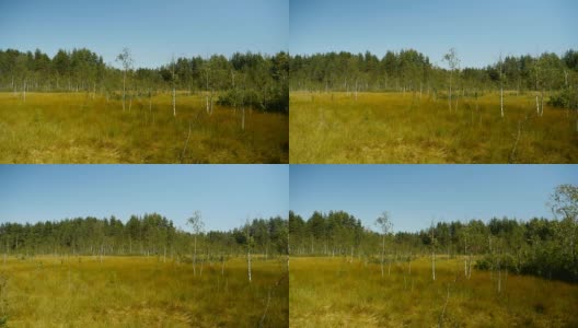 夏天沼泽的景色，第一部分高清在线视频素材下载