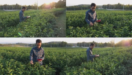 农民在绿茶种植中使用数字平板记录数据高清在线视频素材下载