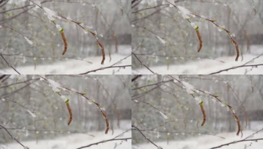 一场突如其来的春雪覆盖了所有的树木、桦树花和嫩叶高清在线视频素材下载