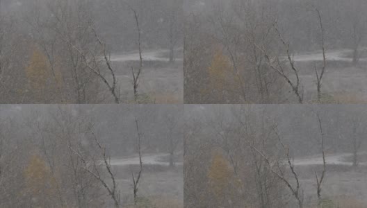 雪和雪覆盖了树枝和地面高清在线视频素材下载
