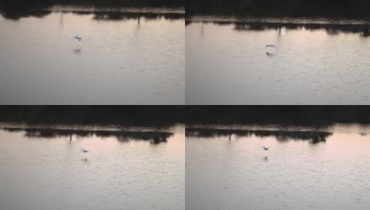 鸟群飞过平静的湖面的慢镜头剪辑。自然和野生动物概念高清在线视频素材下载
