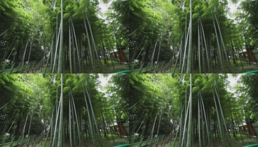 美丽的竹林在传统公园白天广角拍摄高清在线视频素材下载