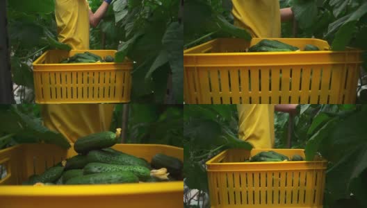 温室工人种植有机黄瓜作物，靠近Spbd。春天的收获。男人。高清在线视频素材下载
