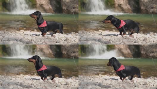 阳光明媚的春日，一只戴着红色围脖的可爱腊肠狗在瀑布附近的山湖里洗澡后甩水高清在线视频素材下载