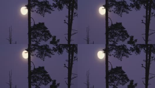 白俄罗斯松树林的月亮高清在线视频素材下载
